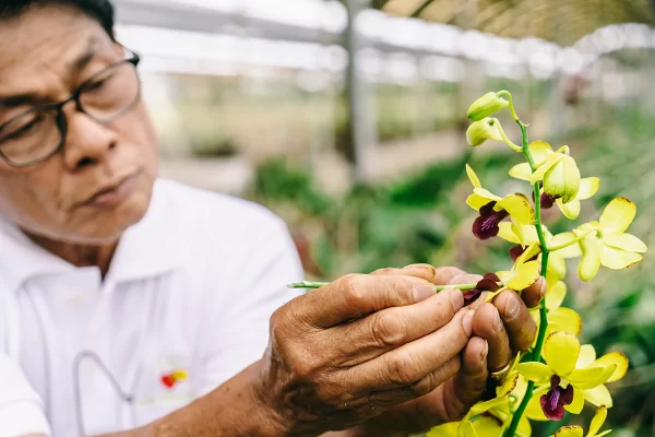 Orchid Tissue Culture เพาะเลี้ยงเนื้อเยื่อกล้วยไม้ orchid laboratory งานเพาะเลี้ยงเนื้อเยื่อ