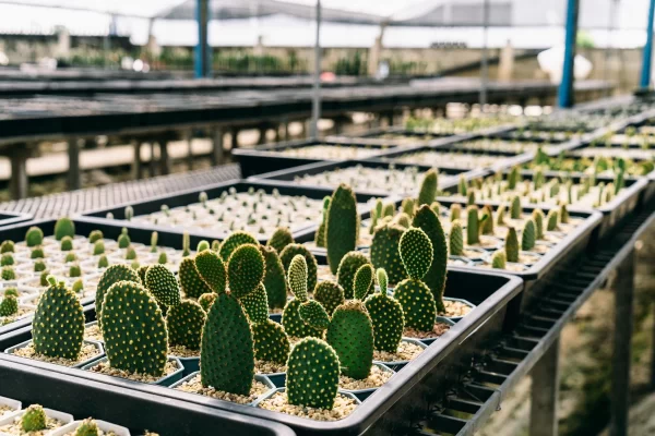 Cacti breeding farm Gymnocalycium cacti and hybrids