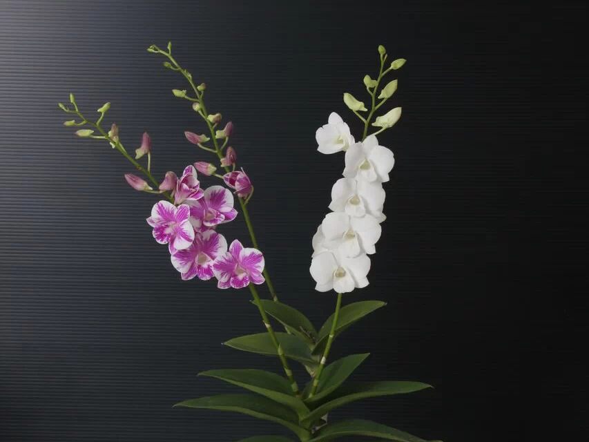 Dendrobium Bicolor, กล้วยไม้ 2 สี