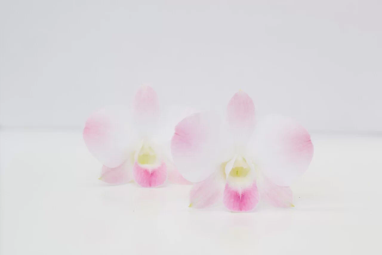 Dendrobium Pink Nagarindra ชมพูนครินทร์