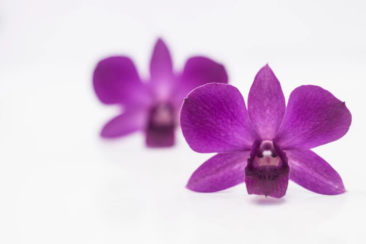 Dendrobium Moung Rachakumaree ม่วงราชกุมารี