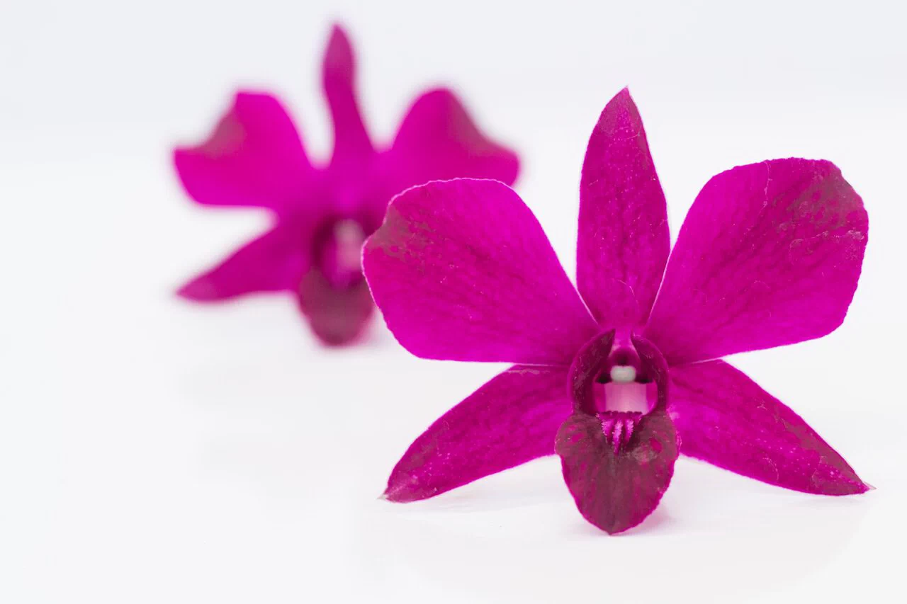 Dendrobium Raktasirin รักตสิริน