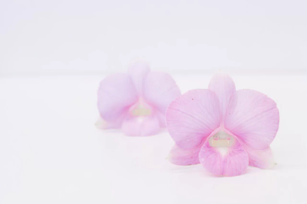 Dendrobium Soamsawali โสมสวลี