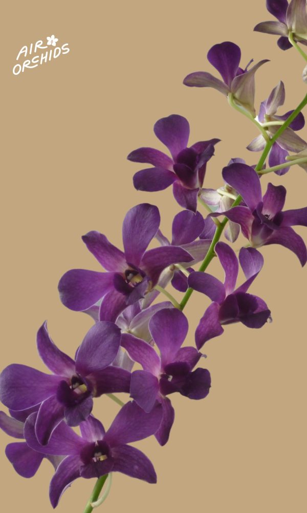 Den Airy Blue