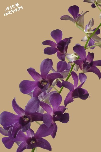 Den Airy Blue