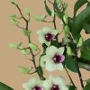 Den Jade Junior