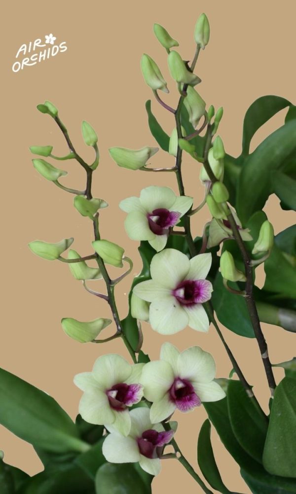 Den Jade Junior