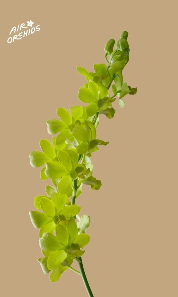 Den Aree Dang Green