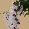 Den Burana Charming