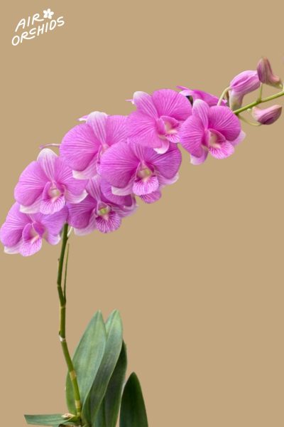 Den Linna Pink Stripe, Dendrobium pink stripe