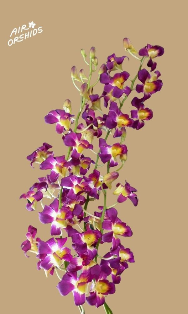 P0942 Den Burana Sunshine (Better Cotto)