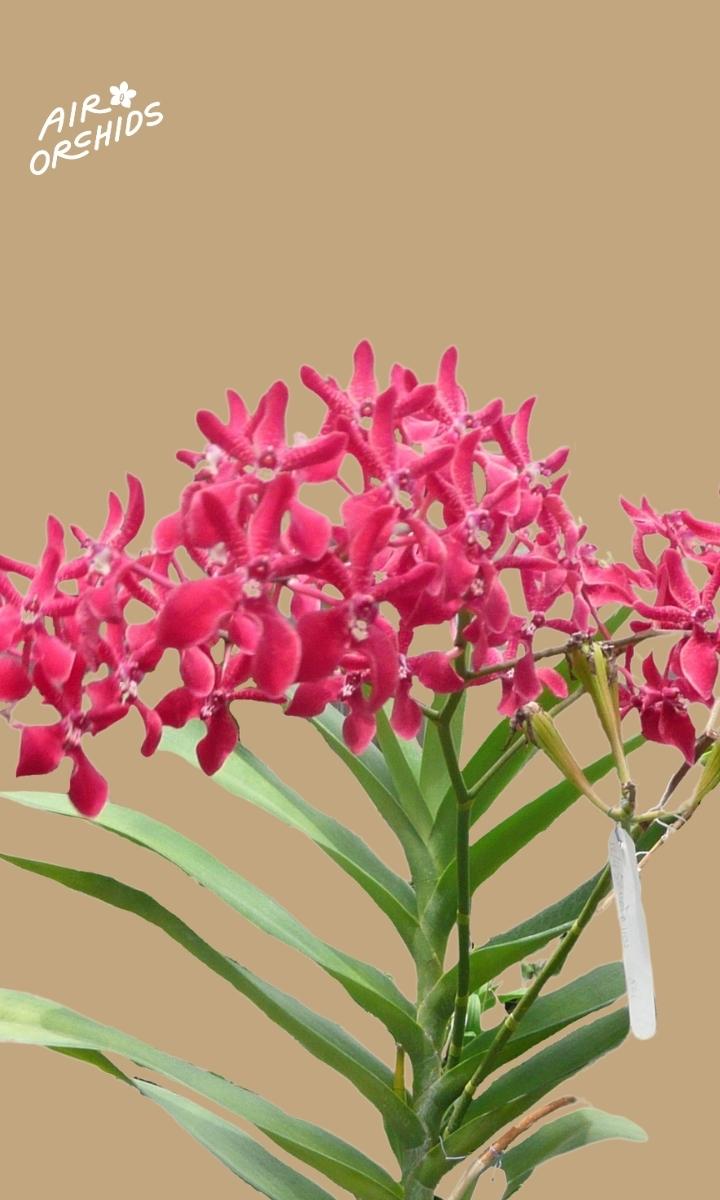 P_1210 Mok Aranthera Bangkok Frame