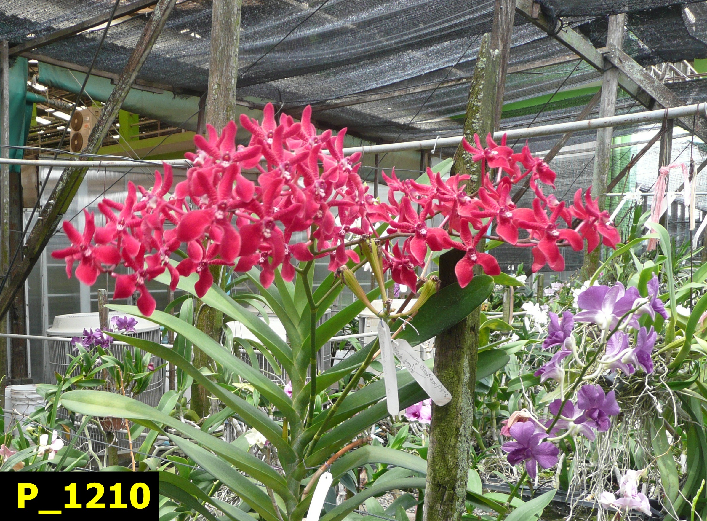 P_1210 Mok Aranthera Bangkok