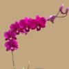 Den Airy Red Dragon