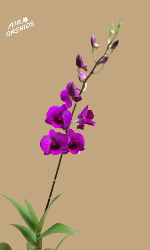 Den Airy Pink Surprise