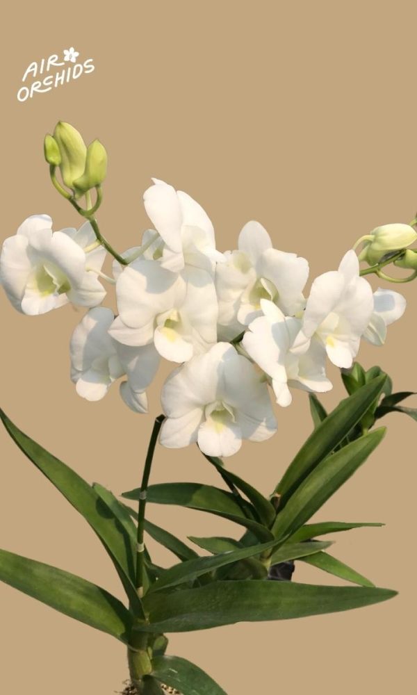 Den Airy Snow