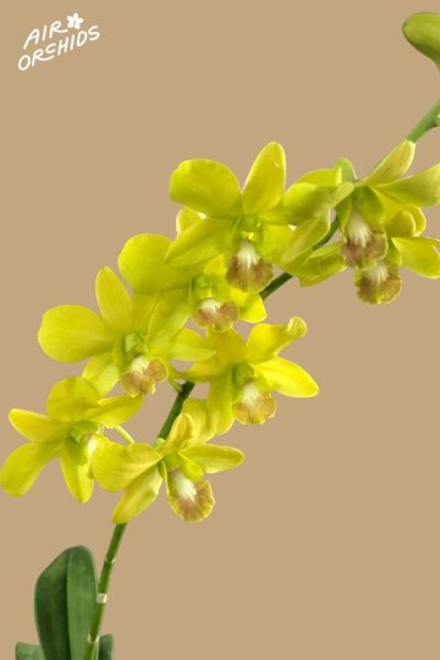 Den Airy Apple Green