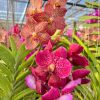 Vanda Mix color Big flower