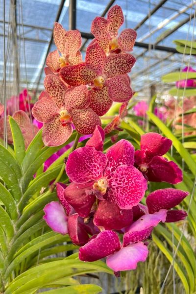 Vanda Mix color Big flower