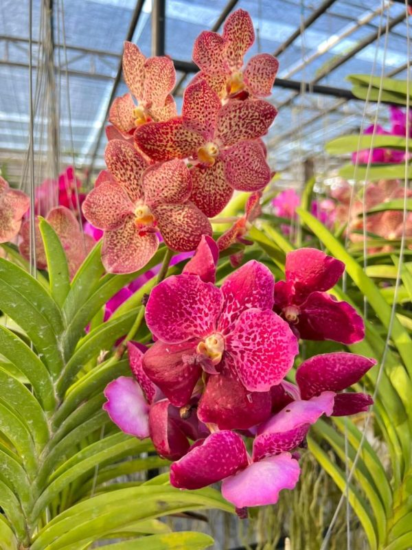 Vanda Mix color Big flower