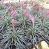 Tillandsia houston