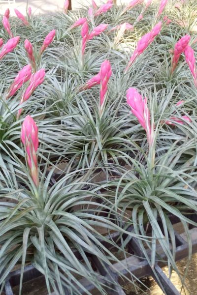 Tillandsia houston