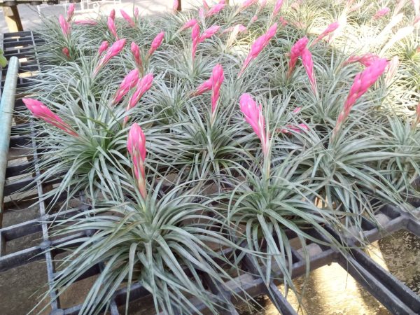 Tillandsia houston