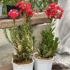 Kalanchoe blossfeldiana Red
