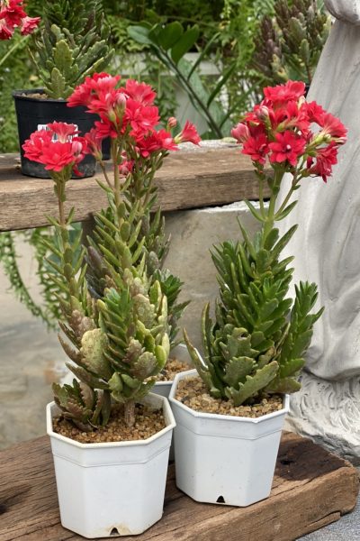 Kalanchoe blossfeldiana Red