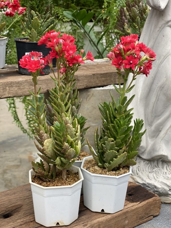 Kalanchoe blossfeldiana Red