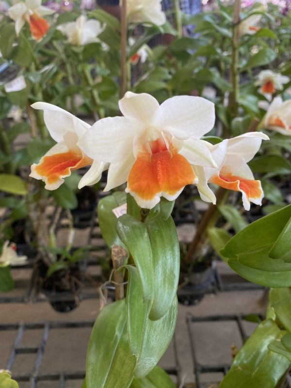 Den.Donmalee Pot 3.5'