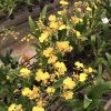 Onc.Golden Shower 3.5