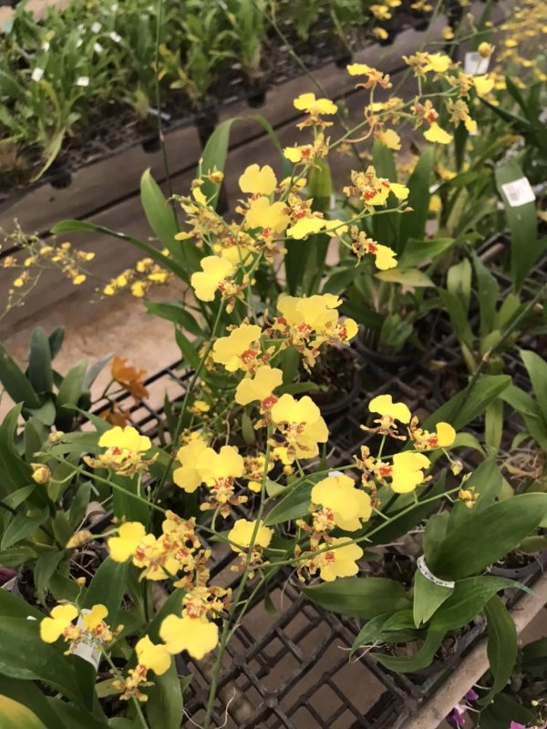 Onc.Golden Shower 3.5