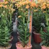 Kalanchoe blossfeldiana Yellow