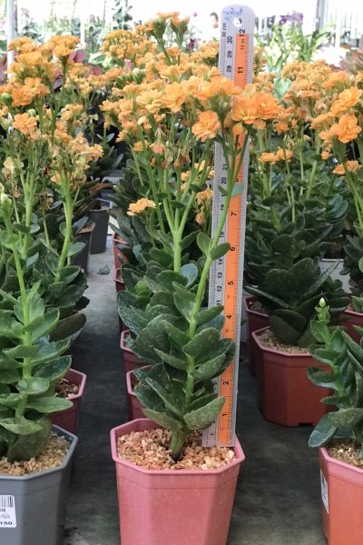 Kalanchoe blossfeldiana Yellow