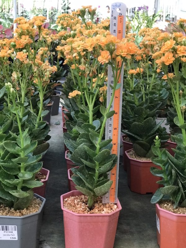Kalanchoe blossfeldiana Yellow