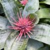 Aechmea fasciata