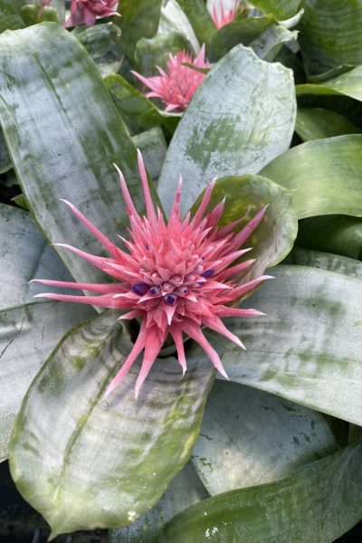 Aechmea fasciata