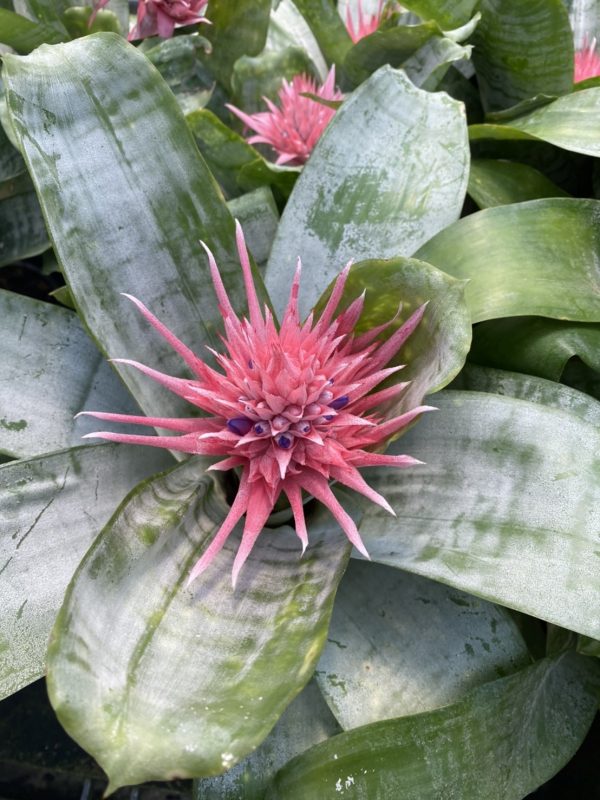 Aechmea fasciata