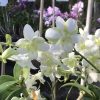 Den.Liberty White