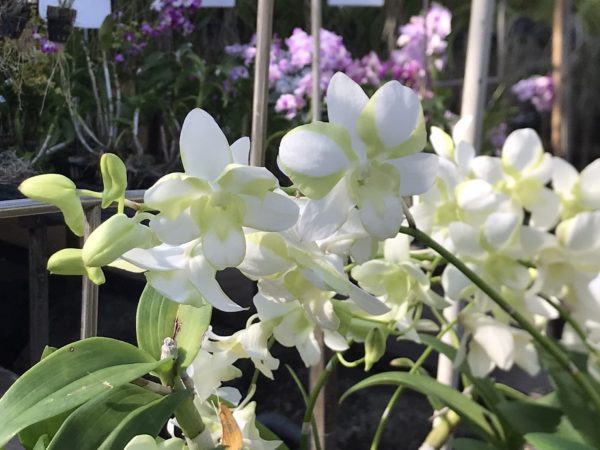 Den.Liberty White