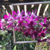 Den.Twist mix color