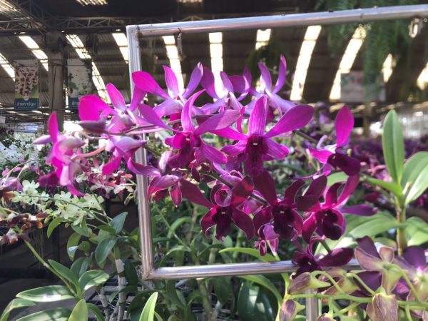 Den.Twist mix color