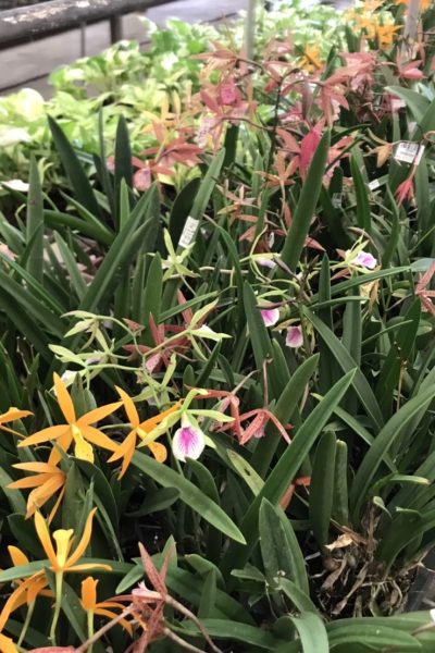 Cattleya Mini Flower
