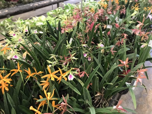 Cattleya Mini Flower