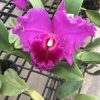 Cat.Small Flower Mix color