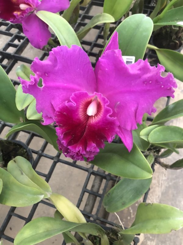 Cat.Small Flower Mix color