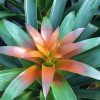 Bromeliad Mix color Pot 6'