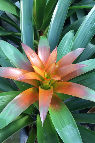 Bromeliad Mix color Pot 6'