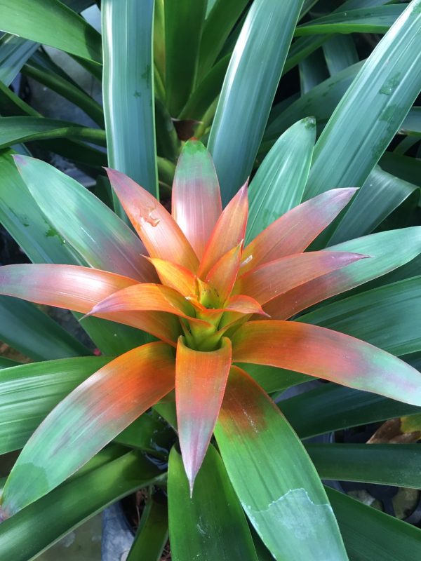 Bromeliad Mix color Pot 6'